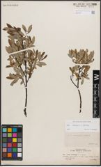 Foto von Salix eleagnos Scop. x Salix foetida Schleich. ex DC.